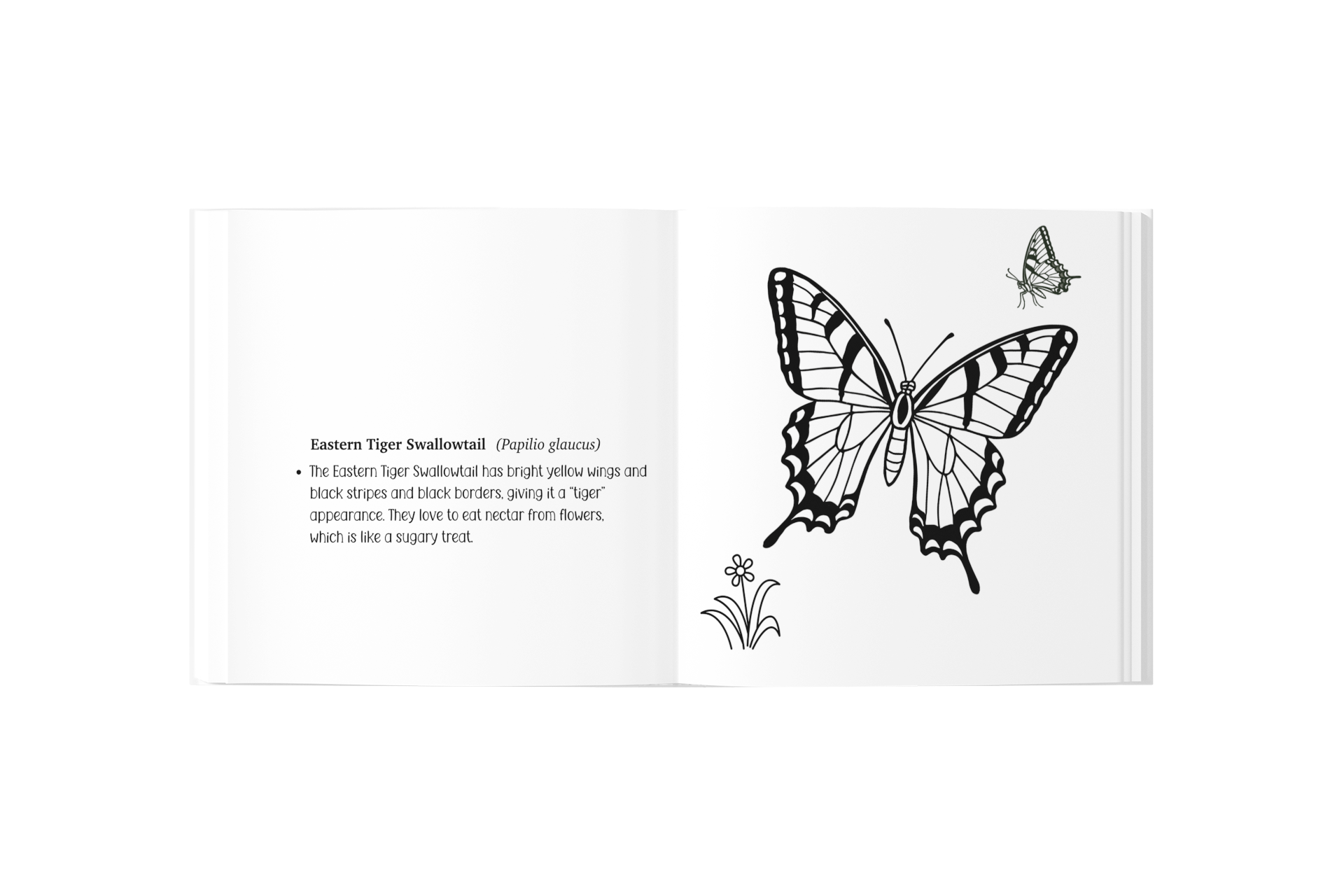 a black and white coloring book image on the right side of the page of a butterfly. on the left side of the page is text about the butterfly.
