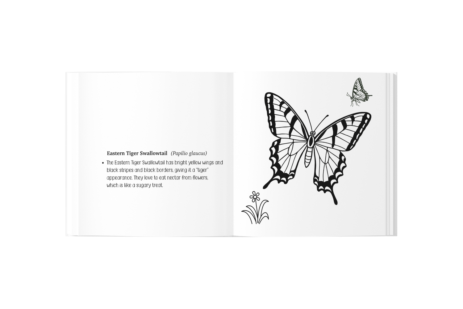 How to Catch a Butterfly